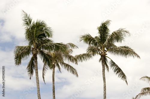 Palm Trees