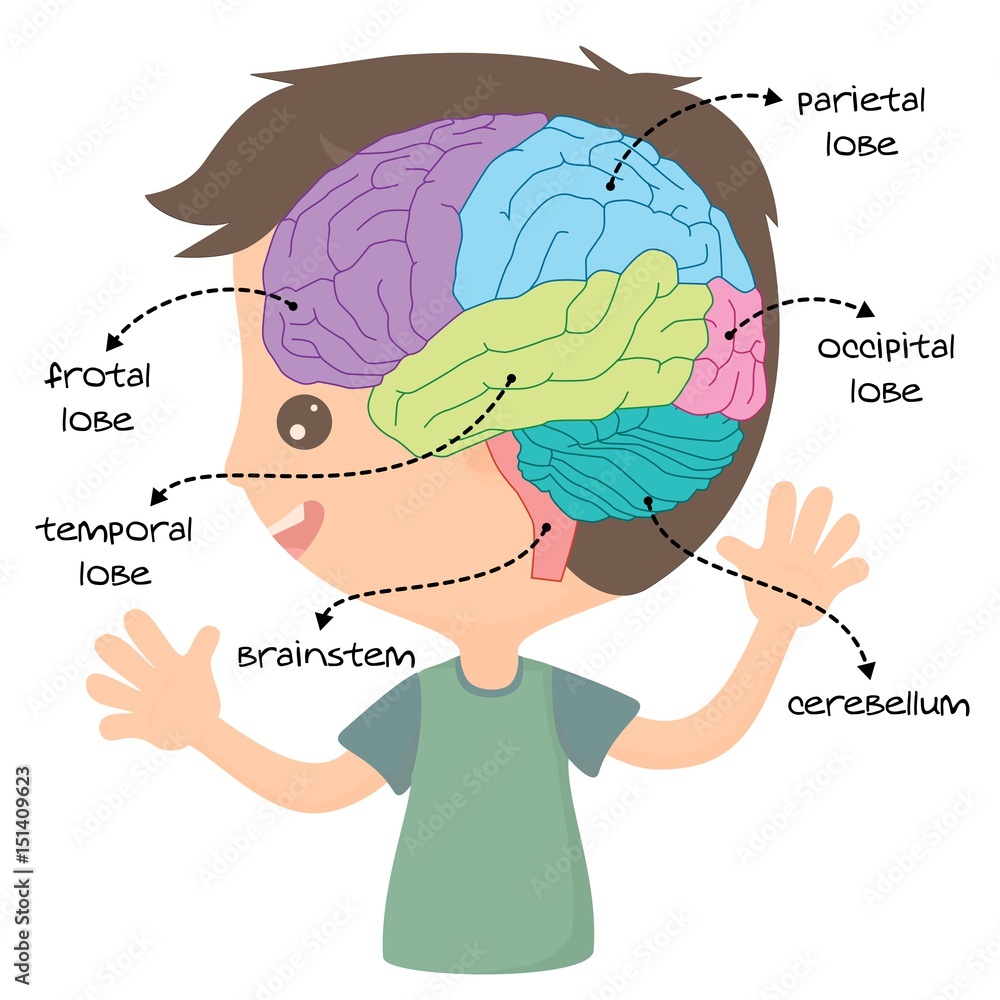 Fototapeta premium brain