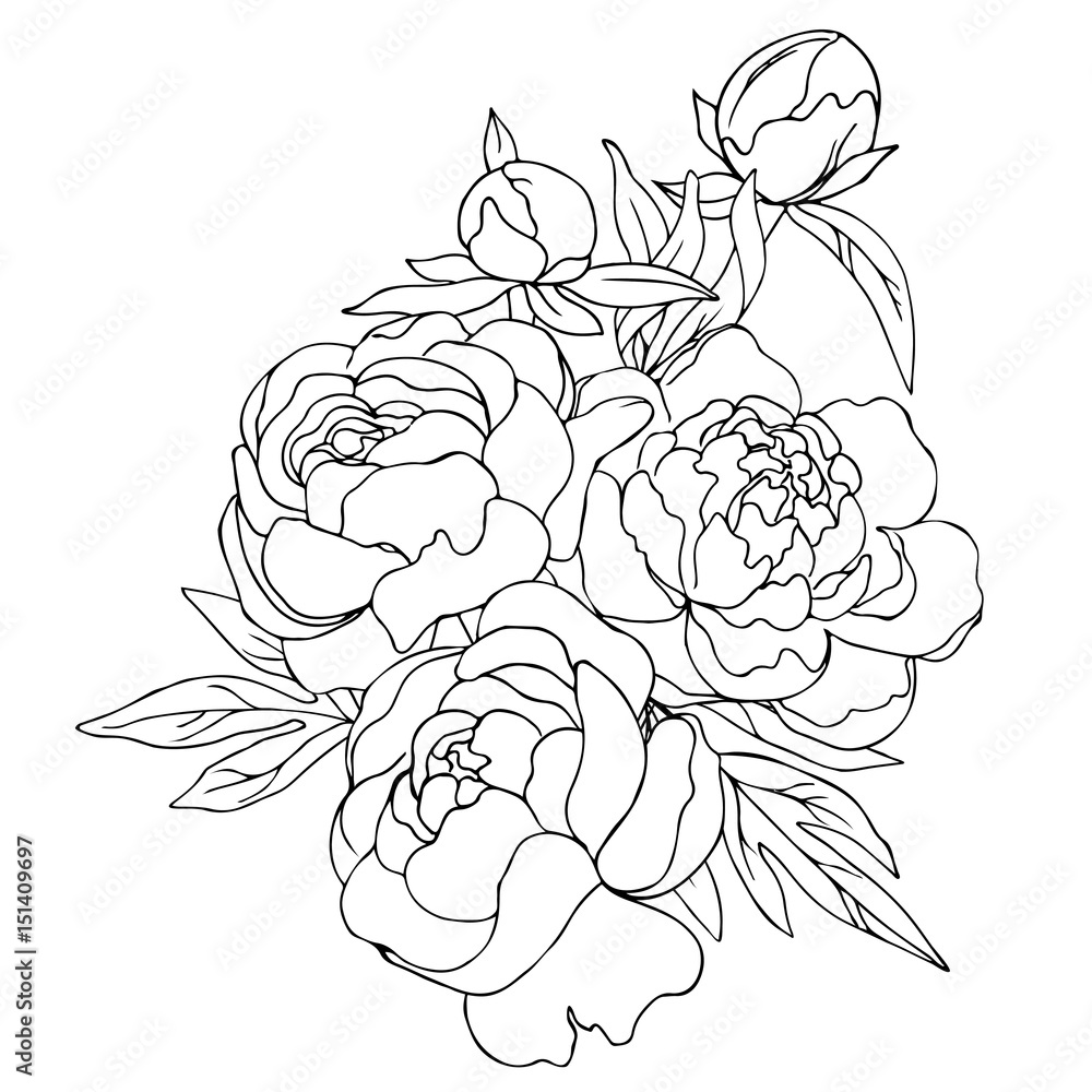 vector contour illustration of decorative flowers peony bouquet vector contour illustration of decorative flowers peony bouquet