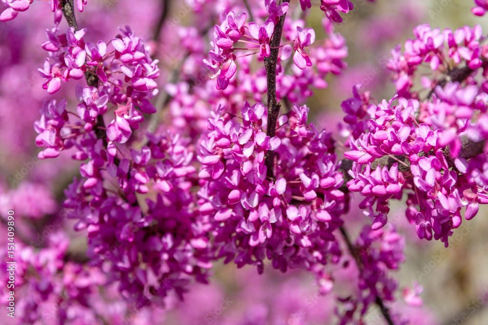 Flowering Cercis siliquastrum Flowering Cercis siliquastrum