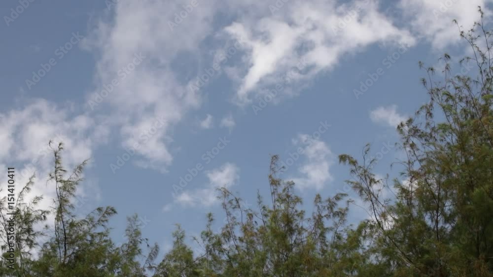 Tropical tree leaves under the bly sky with white clouds on an exotic island Bali, Indonesia. Paradise scene. Tropical tree leaves under the bly sky with white clouds on an exotic island Bali, Indonesia. Paradise scene.