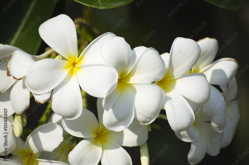 Flower and Gardening in nature.
Flower and Gardening in nature.