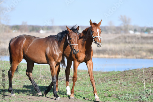 Horses at the farm © 0608195706081957