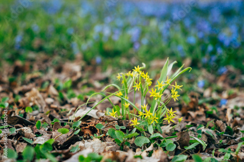 Gagea lutea or yellow Star-of-Bethlehem flowers