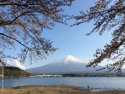 Mountain Fuji with cherry blossom in Kawaguchiko lake on a sunny day and clear sky © iinspiration