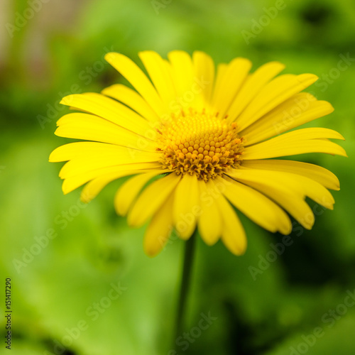 Close up of yellow daisy flowers with blurred background