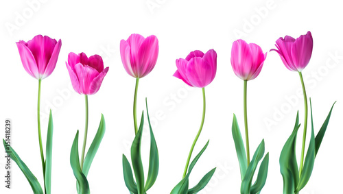 Fototapeta Naklejka Na Ścianę i Meble -  Tulips. Color vector tulips isolated on white background. Flowers in different shapes for your design and greetings, postcards card for your loved ones.