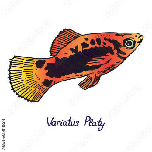 Variatus Platy (Plati, disambiguation), hand drawn doodle, sketch in pop art style, vector color illustration photo