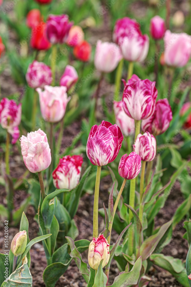 pink tulips in spring garden