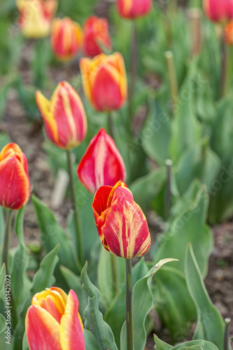 Orange tulips in a spring garden