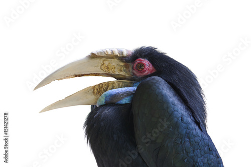 Wreathed hornbil isolated on white background.