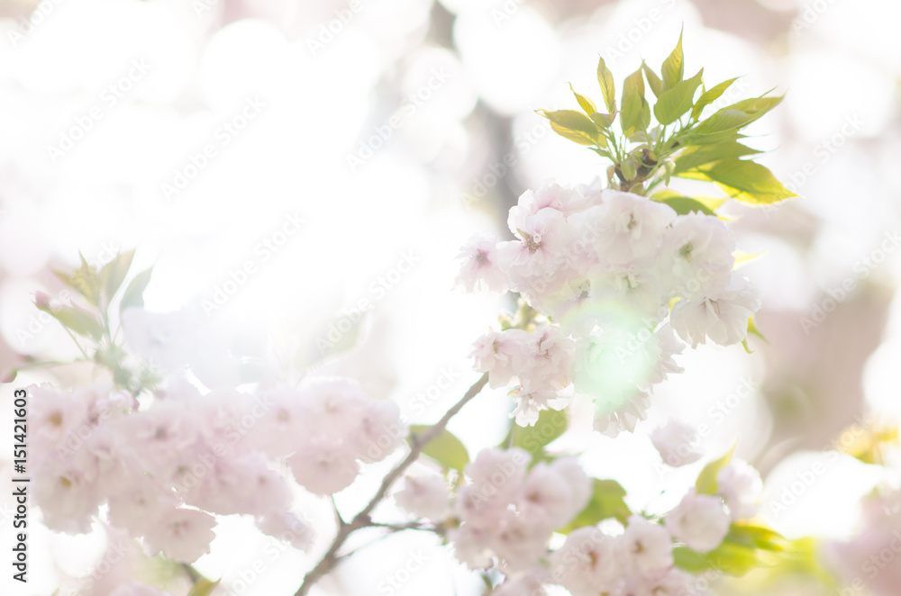 広島造幣局の八重桜
広島造幣局の八重桜