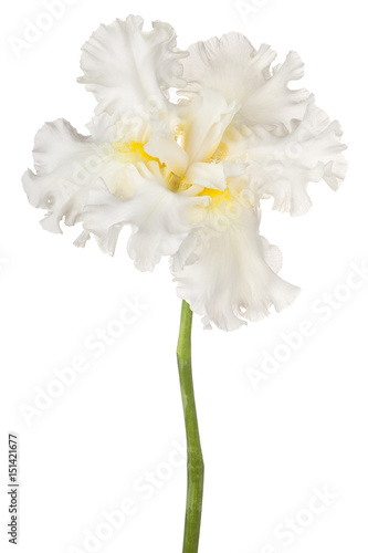 Fototapeta Naklejka Na Ścianę i Meble -  iris flower isolated