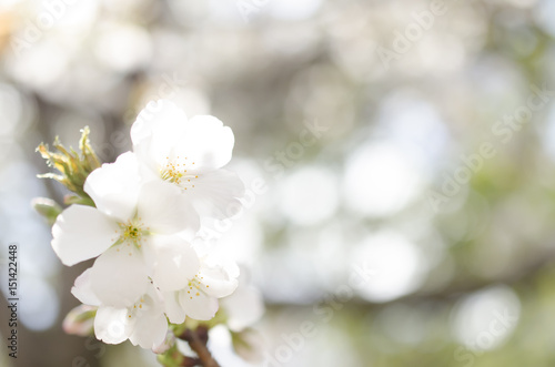 広島造幣局の八重桜 