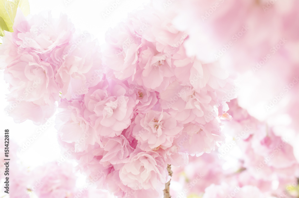 広島造幣局の八重桜
