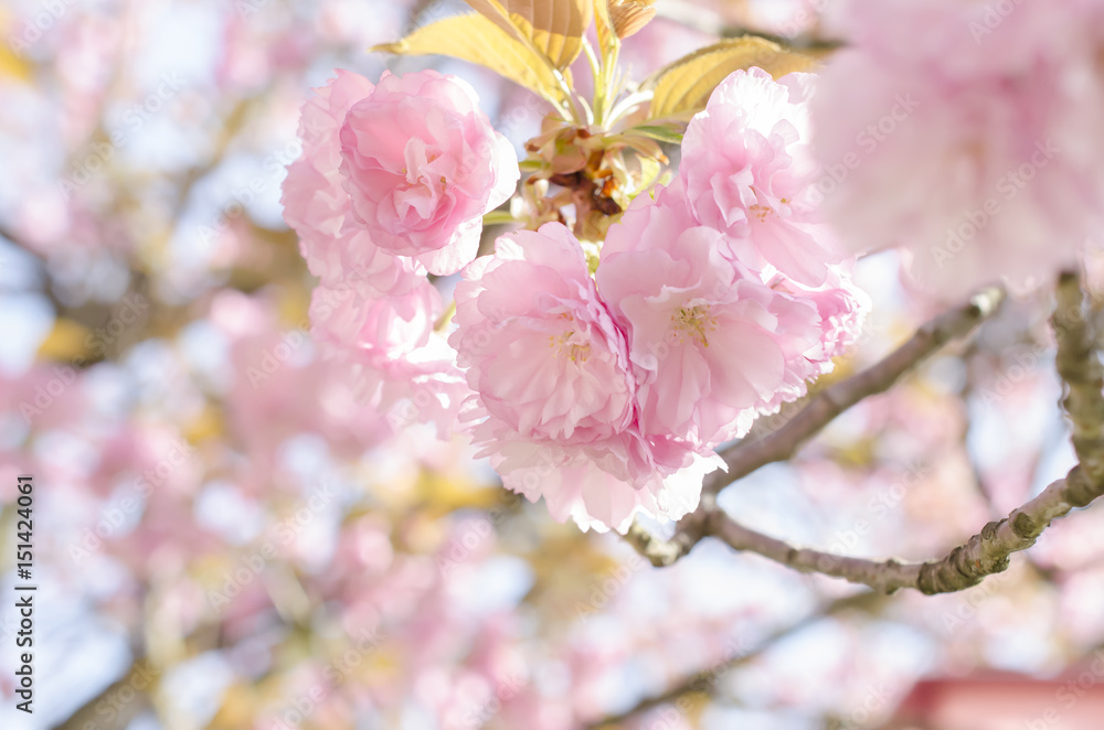 Fototapeta premium 広島造幣局の八重桜