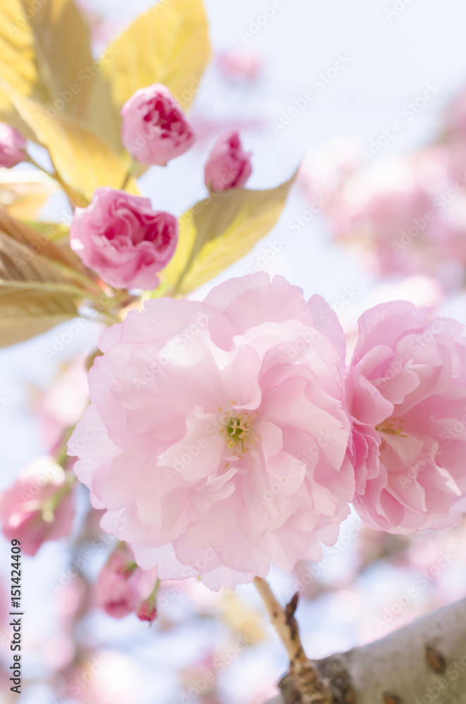 広島造幣局の八重桜
