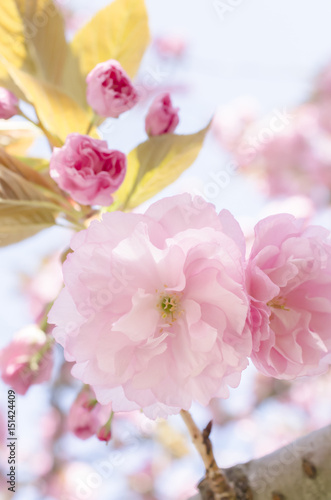広島造幣局の八重桜 