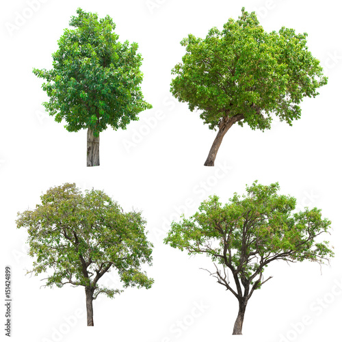 collection of tree on white background. (for gardening)