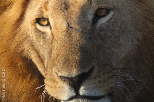 Close-up portrait of a male lion