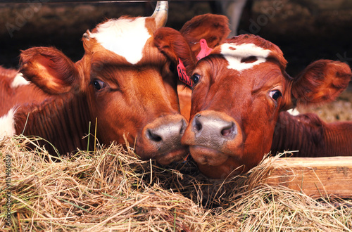 Obraz na płótnie calves in the cowshade