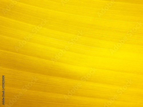 Abstract golden banana leaf veins texture background