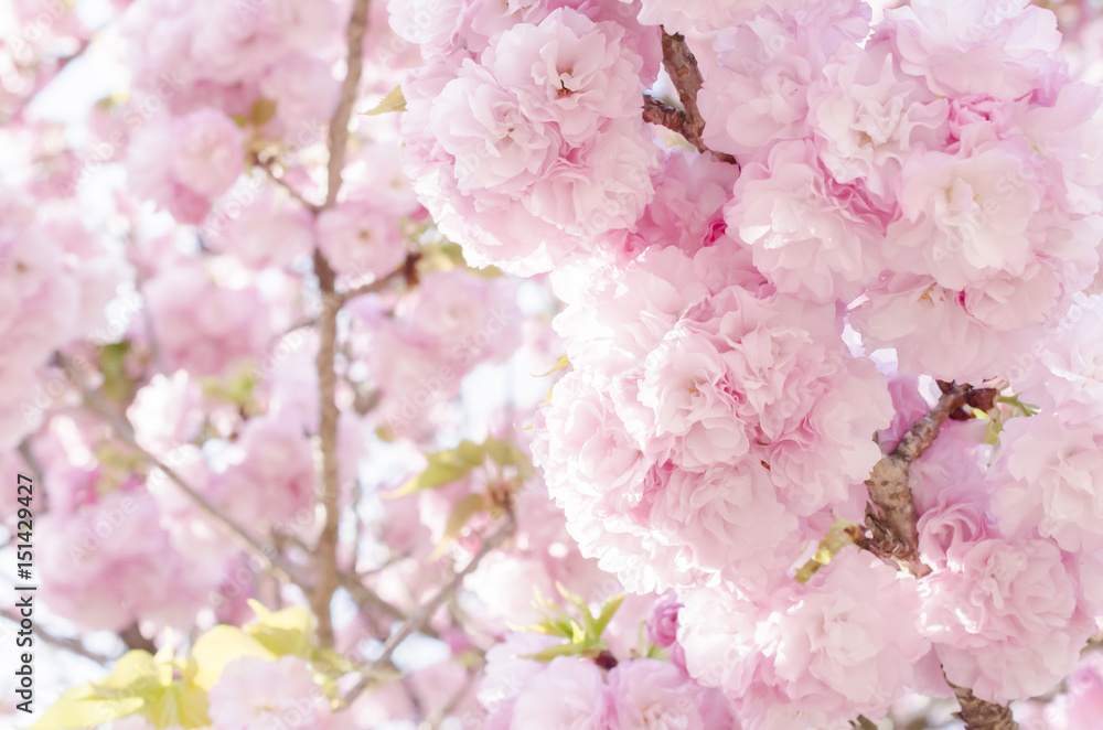 Obraz premium 広島造幣局の八重桜 