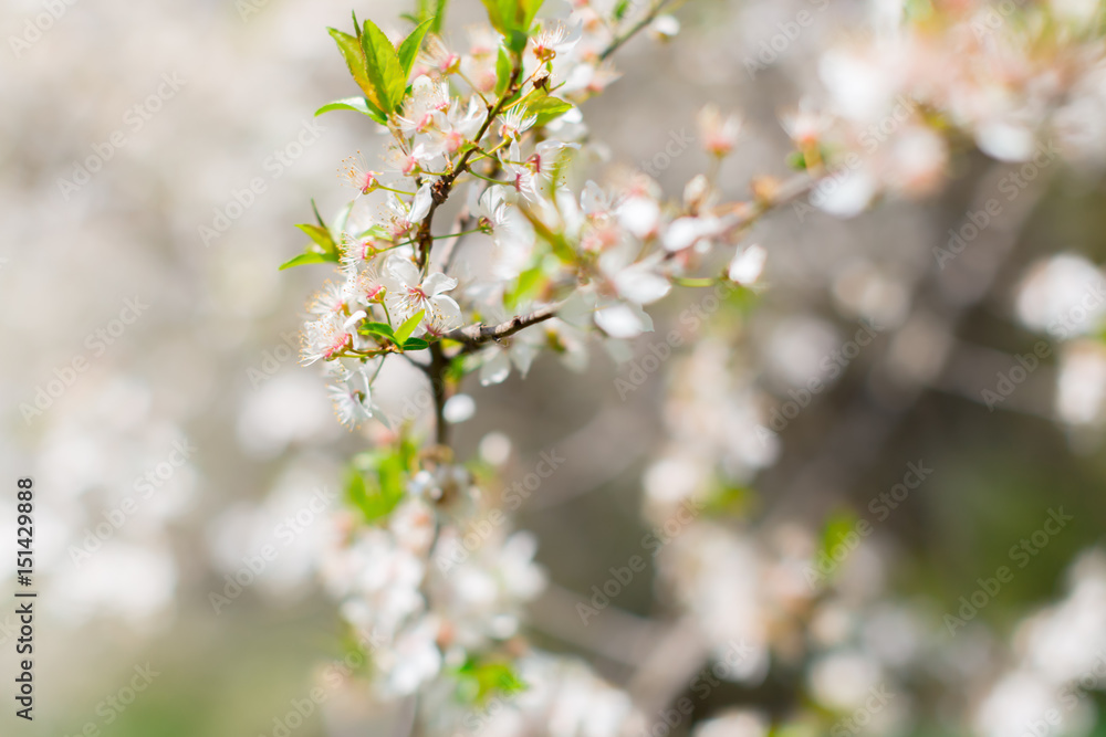 White blossom and leaves