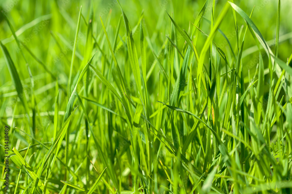 Background of green grass on a summer day Background of green grass on a summer day