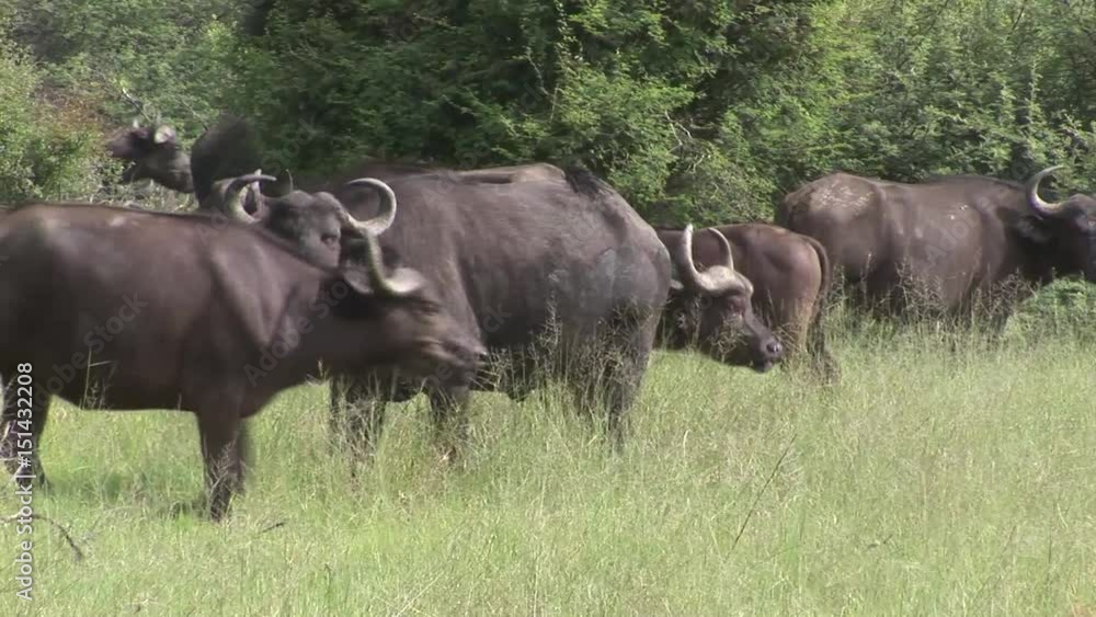 Wild Buffalo in African Kenya savannah Africa Wild Buffalo in African Kenya savannah Africa