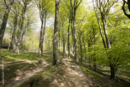 Springtime Danish beech forest