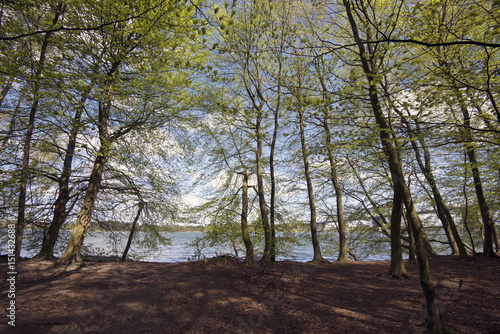 Springtime Danish beech forest