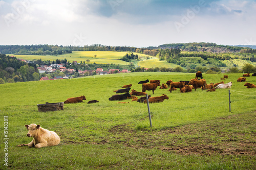 Fotografie, Obraz Cows on green pasture under cloudy sky