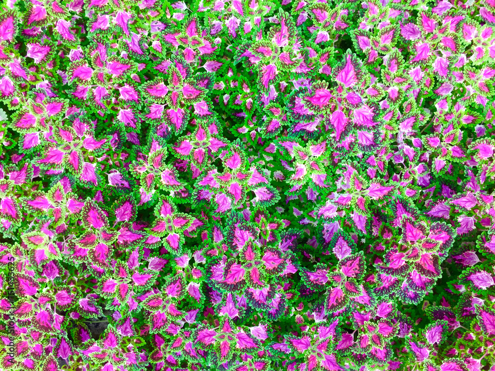 Close up of Coleus leaves flame nettle, painted nettle