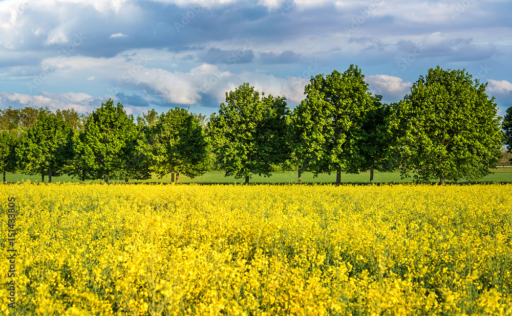 Golden rape field