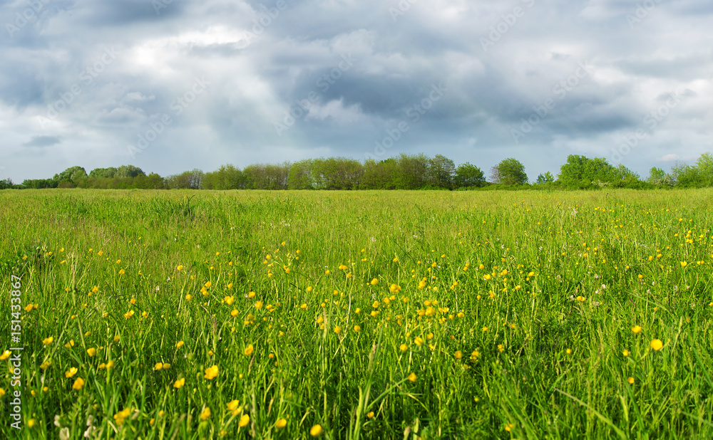 Green field with yellow flowers