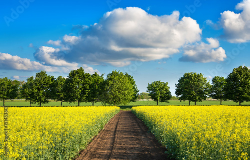 Golden rape field