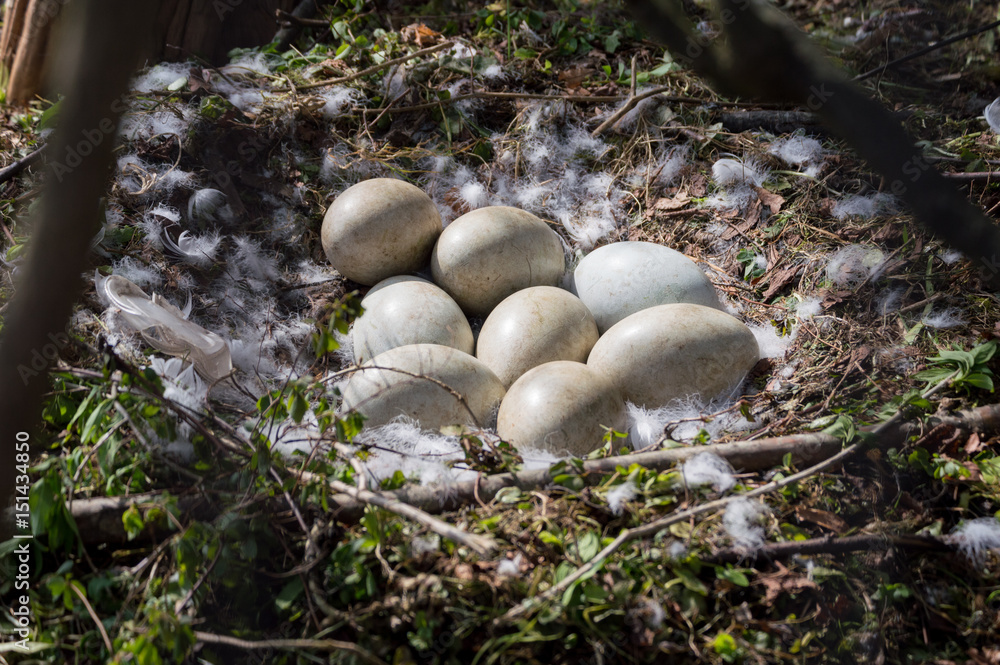 Swan eggs lay in a nest on a sunny morning. Swan eggs lay in a nest on a sunny morning.