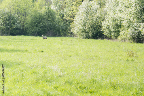 Doe on a meadow in the distance in front of the forest.