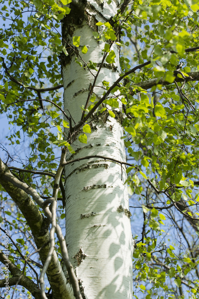 Fototapeta premium Young leaves in front of the birch tree.