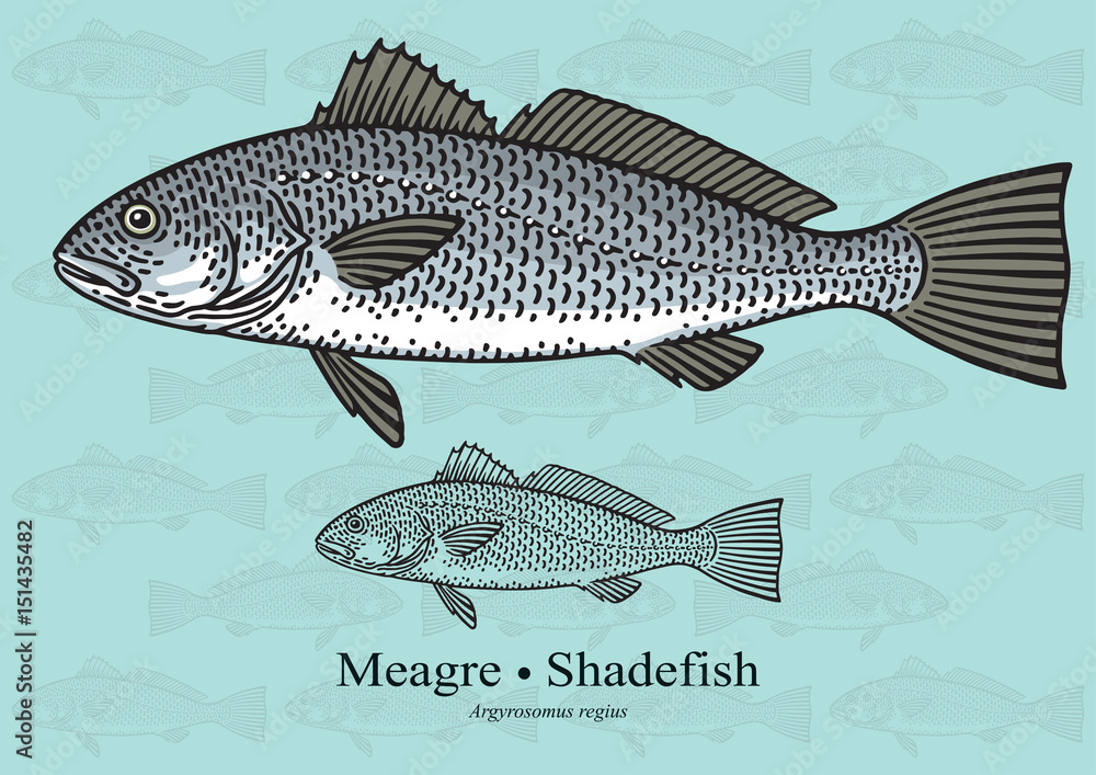 Fototapeta premium Meagre, Shadefish, Corvina, Salmon Bass, Drum Fish. Vector illustration for artwork in small sizes. Suitable for graphic and packaging design, educational examples, web, etc.