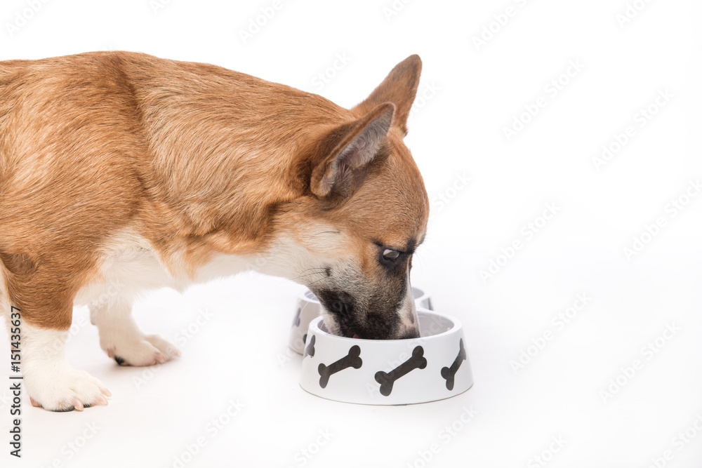 Puppy eating foot. Pembroke corgi dog eats food from bowl Stock