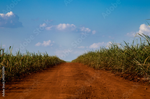 Sugar cane and road