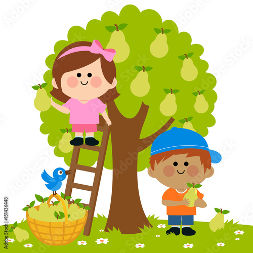 Children picking pear fruits under a pear tree. Vector illustration
