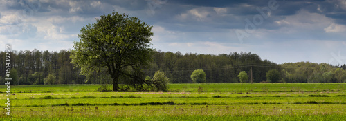 Fototapeta Naklejka Na Ścianę i Meble -  Field of wheat in early Spring.