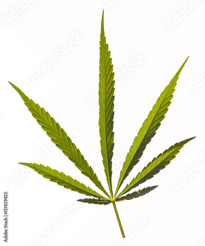 Cannabis leaf, marijuana isolated over white background