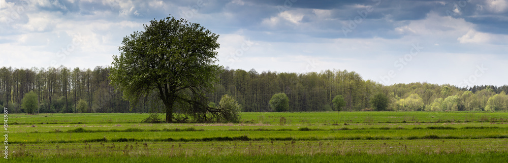 Fototapeta premium Field of wheat in early Spring.