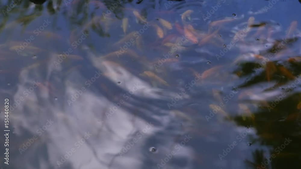 koi carp young orange fish floating on the surface of the water in the lake and jumping out of the water koi carp young orange fish floating on the surface of the water in the lake and jumping out of the water