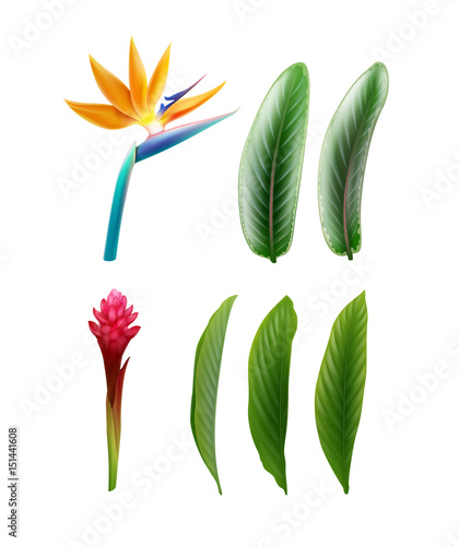 Tableau sur toile Bird of Paradise and Red Ginger