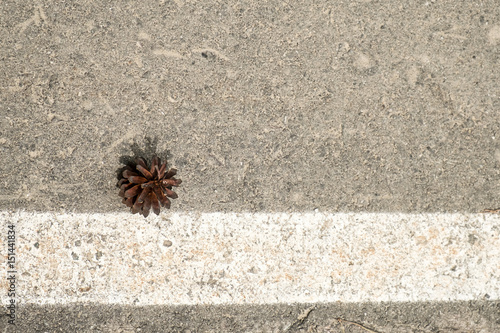 pine cone lies on the asphalt road near the white stripe